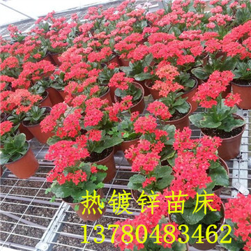 <a href='/' target='_blank'><a href='http://www.hengleeemb.com/miaochuangsheshi/203.html'target='_blank'>花架網(wǎng)</a></a>