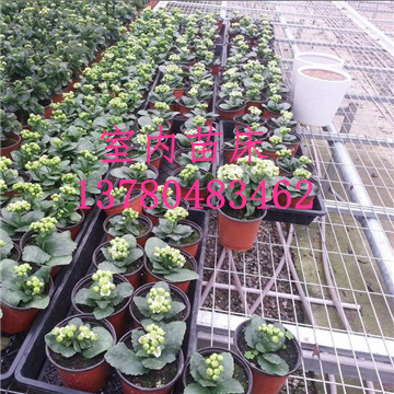溫室<a href='/' target='_blank'><a href='http://www.hengleeemb.com/miaochuangsheshi/203.html'target='_blank'>花架網(wǎng)</a></a>廠家